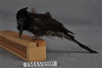 藏品(綬帶鳥)的圖片